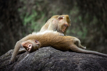 Poster - Family of monkeys are resting in nature.