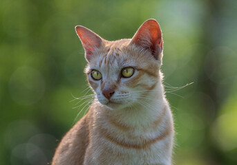 Canvas Print - Colorful patterns of orange cats are staring.