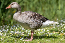 Adult Graylag Goose (Anser Anser) On A Meadow With Daisies