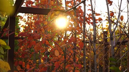 Aufkleber - Garden center with nursery. A ray of sun shines through the rows of autumn trees. Slow motion