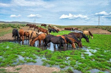 Sticker - horses in the field