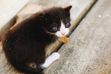 Wall Mural - Little cute black and white kitten.