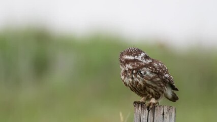 Wall Mural - Adult female Little owl Athena noctua sitting on a stick and looking around in the wild