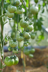 Wall Mural - beautiful tomatoes growing in a green house