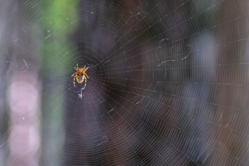 A forest spider weaves a web on a summer day