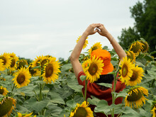 A Beautiful, Young Girl In An Orange Dress Enjoying Nature On A Field Of Yellow Sunflowers Under The Gentle Rays Of The Sun. Summer. A Close-up Of A Sunflower.
