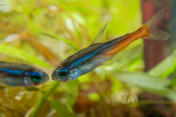 Wall Mural - neon tetra (Paracheirodon innesi)