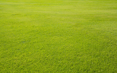 Canvas Print - green grass field