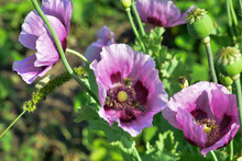 Purple Poppies With Bees On Yellow Pollen.