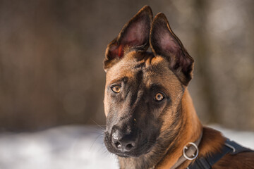 Wall Mural - Magnificent big dog captured on the snow-covered meadow in the forest