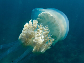 Wall Mural - The barrel jellyfish. Rhizostoma luteum