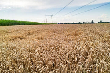 Wall Mural - Wheat field in countryside. Agriculture farm background. Harvesting season landscape