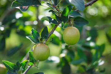 Branch of apple tree with growing two ripening  apples in orchard in Vaud, Switzerland during summer growing season.