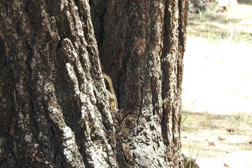 Wall Mural - A grey-collared chipmunk enjoying a beautiful day in the Kaibab National Forest, Arizona. 