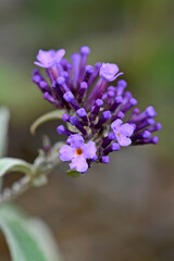 Canvas Print - Sommerflieder, Schmetterlingsflieder // Summer lilac, butterfly-bush (Buddleja davidii)