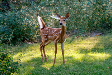 cute whitetail fawn standing in grass