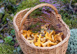Wicker basket with picked Chanterelle mushrooms and branch of blooming heather in the forest