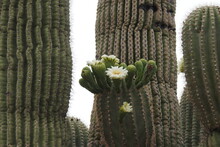 A Blooming Saguaro Cactus In The Sonoran Desert, Tonto National Forest, Arizona.