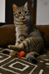 Wall Mural - Funny cat playing with a ball indoors