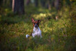 © Grigoriy - Jack Russell terrier in the forest.