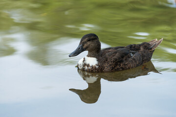 Wall Mural - hybrid mallard duck on the water (white patch on the throat or breast)