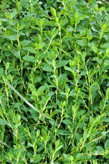 Sticker - The grass Polygonum aviculare grows in nature