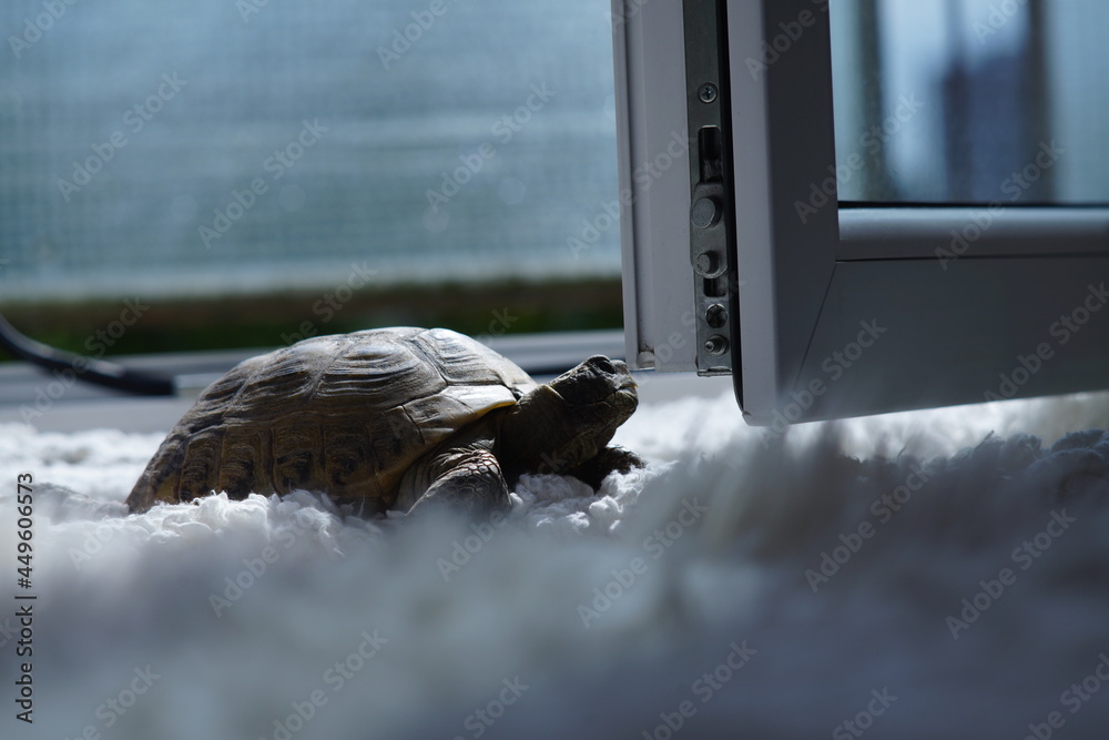 Schildkröte auf tiefem flufigem weißen Teppich