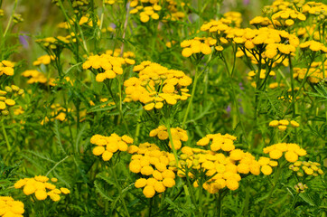  Yellow Flowers in A Field Medium Shot