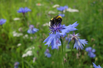 Poster - Bumblebee sipping nectar from a purple cornflower in the mea