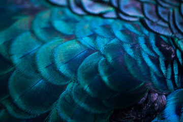 close up of the peacock feathers .macro blue feather, feather, bird, animal. macro photograph.
