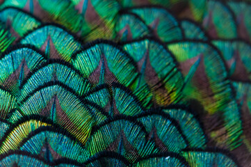 Close up of the  peacock feathers .Macro blue feather, Feather, Bird, Animal. Macro photograph.