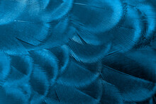 Peacock Feathers In Closeup ,beautiful Indian Peafowl For Background ,blue Tone