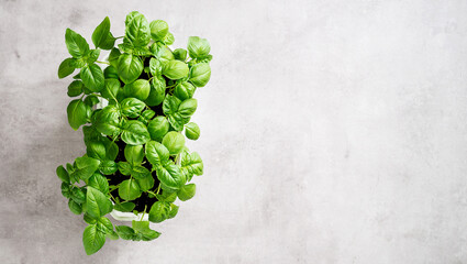 Fresh green basil plant for healthy cooking on light gray background. Top view. Space for text	