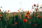 Fototapeta Panele - Red poppies in a field against a sunset background. Beautiful flower picture for content.