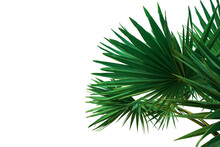 Tropical Green Leaves Or Sugar Palm Leaves For Decoration, Isolated On White Background With Clipping Path.