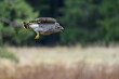 The northern goshawk (Accipiter gentilis) in flight over a field in autumn. Outstretched wings, open beak, screaming, fast-flying bird on the hunt.