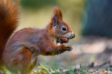 Wall Mural - The Eurasian red squirrel (Sciurus vulgaris) in its natural habitat in the autumn forest. Eating a nut. Portrait of a squirrel close up. The forest is full of rich warm colors.