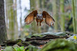 The Eurasian eagle-owl (Bubo bubo) flying in a beautiful autumn forest for its prey. Owl on the hunt.