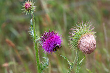 Musk Thistle Or Nodding Thistle (Carduus Nutans); Bud, Flower And Seed