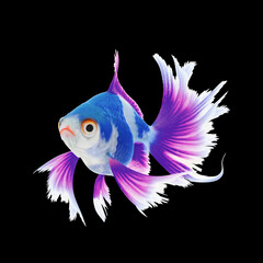 Wall Mural - Beautiful colorful betta fish on black background