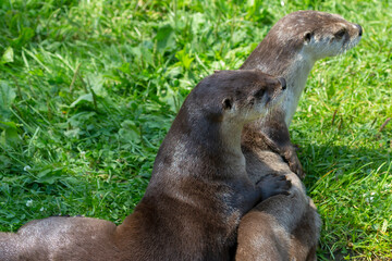 Sticker - The North American river otter (Lontra canadensis), also known as the northern river otter or common otter