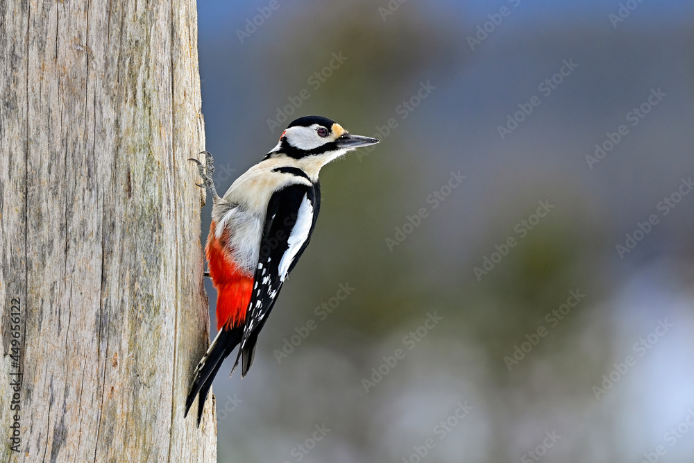Great spotted woodpecker - obrazy, fototapety, plakaty 