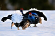 Black grouse. Once the jousting pairs are set, it's time to evaluate the opponent.