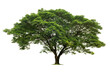 © lovelyday12 - big tree isolate on white background