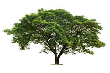 big tree isolate on white background