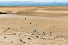 The Tide Is Out At Morecambe Bay And The Seagulls Are Overtaking The Sandy Shore.