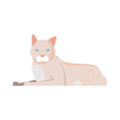 Poster - Cat Flat Illustration