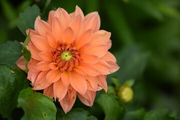 Pastel orange dahlia in summer green garden.