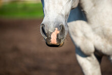 The Nose Of A Grey Horse With A Pink Spot