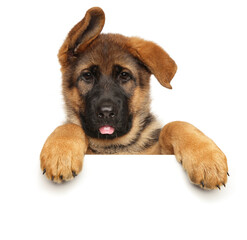 Wall Mural - German shepherd puppy over a white banner